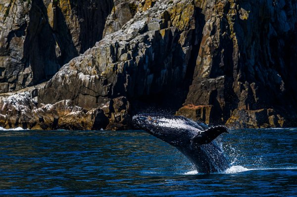 Quels sont les meilleurs spots pour l'observation des baleines en Islande?